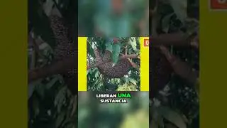 Las sorprendentes t&aacute;cticas defensivas de las abejas gigantes | feromona nazonova #defensanatural