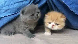 Exotic Cat Babies-kittens videos-4k Nature (Ultra HD) | Nature's Sweet Tales