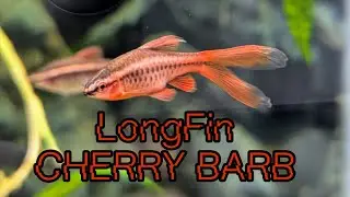 Longfin Cherry Barbs - NO REGRETS! #barbfish #fishvideo #aquarium #fishtank #aquariumfish