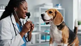 &ldquo;Heart-Touching Animal Rescue Moments &ndash; Realistic Vet Treatment Compilation (4K)&rdquo;