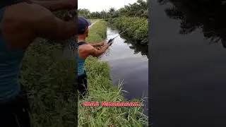mancing ikan gabus di parit #shorts #mancing