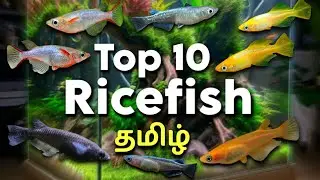 Top 10 Ricefish | Medaka ricefish | Tamil