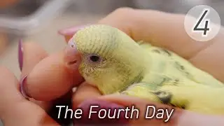 The Fourth Day ★ 4日目