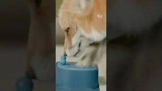 Hilarious Fox Butt Battle for Treats: Who Will Win? | #wizardofpaws | #byutv | #animalshorts