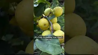 Fruits on My Little Asian Pear (亚洲梨小树上的果实)USDA 5b  Aug 25, 2024#gardening #backyardgardening