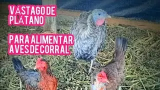 Vástago De Plátano Para Aves De Corral (Complemento Alimenticio)