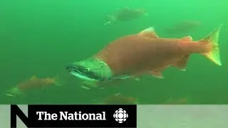 Sockeye salmon return to B.C.'s Adams River