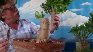 Actualización crasula ovata planta 🌿 de jade jardin de bonsái de Antonio Ruiz