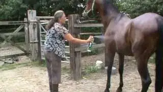 The most fearful thing for a Horse SPRAY