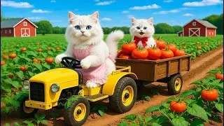 Mama Cat Falls While Harvests Tomatoes Little Hero Kitten Takes to Hospital and Cooks to Heal Her 🐱