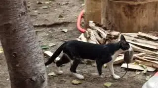 Cat catches Rat (real Footage)