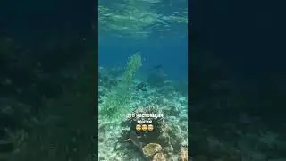 #магия #дайвинг #снорклинг #Мальдивы #рыбалка #magic #diving #snorkeling #maldives #топ #хит #шок