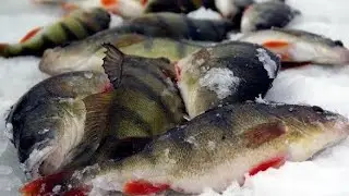 ЧУДСКОЕ ОЗЕРО!НИНА.ВОТ ОН КРУПНЯК.ЗИМНЯЯ РЫБАЛКА НА МОРМЫШКУ 2026
