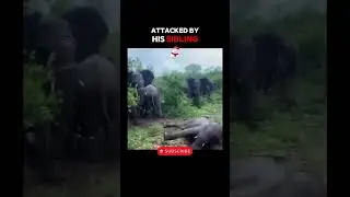 Невероятная сила спасения семьи слонов! 🐘🛡️ #шорты #Слоны