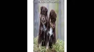 Cute video of a Finnish laplander
