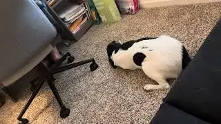 Mochie trying to steal the bone from her sister 😂