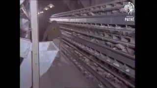Meat Sack