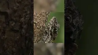 Cool Facts About Snakes and Lizards 🐍🦎 | Things You Wanna Know | Nat Geo Kids