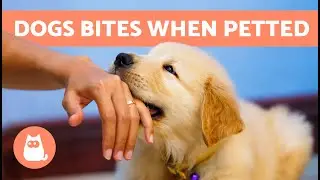 My DOG BITES My HANDS When I PET Them 🐶👋🏻 (5 Reasons and Solutions)