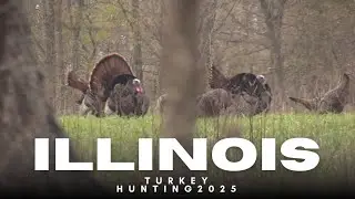 Action Packed 2025 Illinois Turkey Hunt! | 60 Yard SHOT!