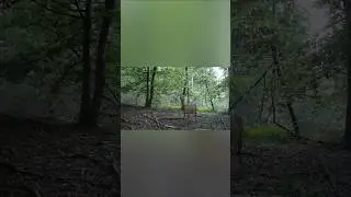 Capriolo - Roe deer
