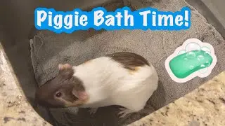How to give your guinea pigs a bath!! | Guinea Pig Bath Time