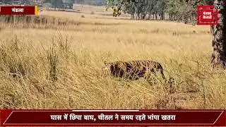 कान्हा टाइगर रिजर्व से वायरल हुआ रोमांचक वीडियो, बाघ और चीतल के बीच दिखा जंगल का असली रोमांच