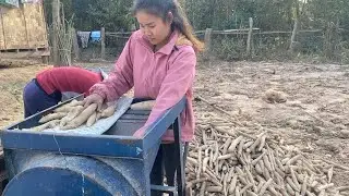 วิถีชีวิตคนบ้านนอกขุดมันตากแดด
