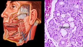 gl&acirc;ndulas salivares: Histologia e Anatomia das gl&acirc;ndulas