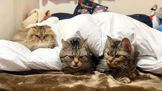 布団を敷いたら3匹の猫が秒でこうなりましたw