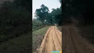 #viral video #corbett #forest 😳😱😱#tiger