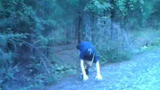 hat creature attack