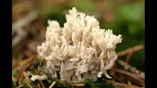 Ramaria gracilis