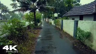 Deep Sleep Rain Walk ASMR: Visual Journey Through a Rainswept Paradise - No Ads