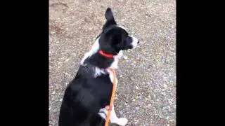 Dog Observation Skills