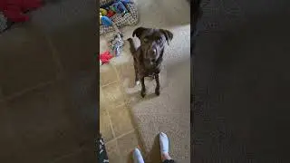 Doggo has Abandonment Issues🐶 #puppy #chase #dog #doggo #shorts