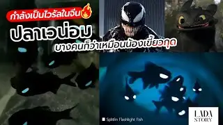 ปลาเวน่อม บางคนก็ว่าเหมือนน้องเขี้ยวกุด (Splitfin Flashlight Fish)