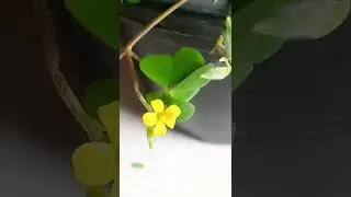 Three Leaf Clover☘️#Shorts/Beautiful☘️ Plant in my Balcony Garden/Representing Faith,Hope and Love