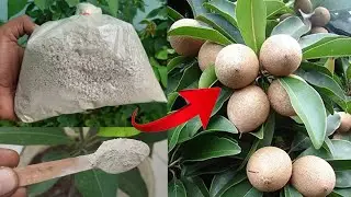 How to grow more sapota _ Best organic Bone Meal fertilizer _ sapota plant care