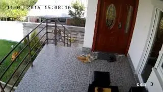 Cat gets confused by an earthquake.