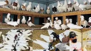 Amazing Pet Pigeons | My Pigeon Loft and Feeding Routine.  দারুণ দৃশ্য | উন্নত কবুতর পালন পদ্ধতি।