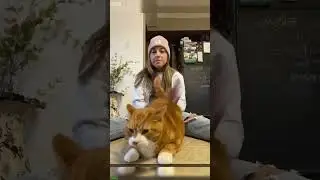 Funny Cats 2025 🐱 kitten meowing cute 🙀 # Ep 4145