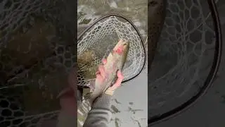 Beautiful release on this male #flyfishingonly #flyfishinglife #flyfishingguide #flyfishing