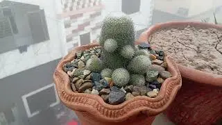 How to Care Plants in Foggy Days | Winter Care of Plants | دھند کے موسم میں پودوں کی دیکھ بھال