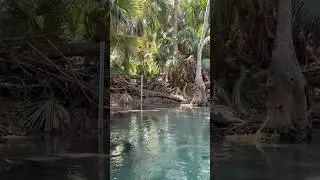 Wild Monkey Pole #Флорида #дикаяприрода #приключения #гидроцикл #исследуйтефлориду