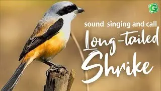 Long-tailed Shrike Bird Song, Sound, Call, Chirp, Melody