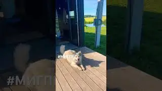 Это собака Миг #мигпёс