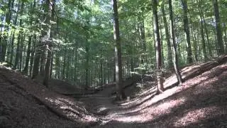 Balade en forêt de Soignes