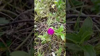 #ihavethisthingwithplants