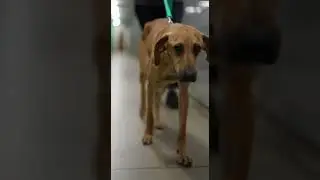 He Was Afraid of Everyone&hellip; Until Her  #dog #dogvideo #dogshorts #doggie #doglove #doggielife